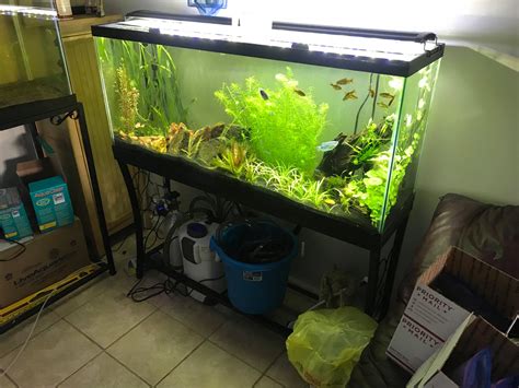 55 gallon fish tank|55 Gallon Fish Tank – Overview, Setup, Stocking Ideas.